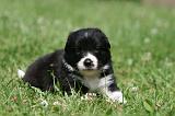 BORDER COLLIE 1321